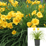 Hemeroccallis Plum Perfect Purple 5 Gallon Hemerocallis Daylily Live Plant Perennials Ht7