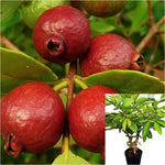 Red guava fruit tree 5 Gallon Thailand Guava  Plant Psidium guajava live plant Ht7