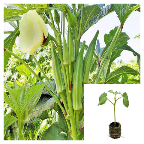 Okra Bendi Plant Veggies Okro Abelmoschus Esculentus Ladies Hibiscus Finger Ockro 4Inches English Live Plant Ht7 Best