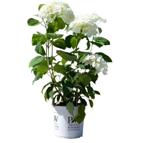 Hydrangea Fe Berry White 7Gallon Plant Panicle Hydrangea Plant Peegee ...