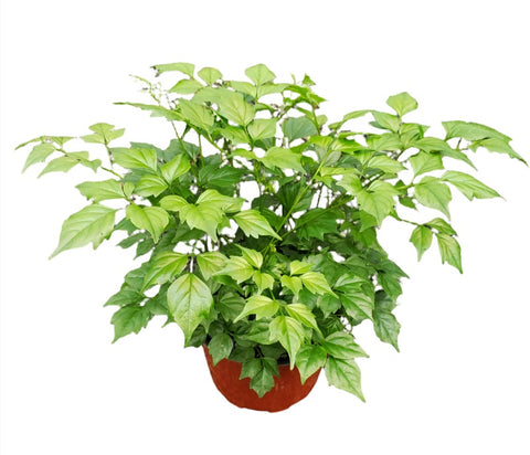 China Doll Plant 1Gallon Pot Radermachera Sinica Plant Asian Bell Tree Live Plant Ht7