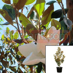 Magnolia Little Gem Espalier 5Gallon Live Plant Fr7 Espalier