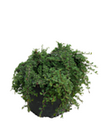 Cotoneaster Streibs Findling 1Gallon Plant Bearberry Palnt Groundcovers Live Plant Gr7