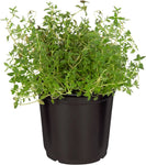 White Thyme 4inches Plant Thymus Vulgaris Plant Thymus Citriodorus Herbdbal Live Plant Ht7