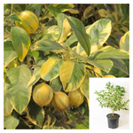 Citrus Lim Pink Variegated Eureka Patio Tree 5Gallon Plant Lemonade Lemon Palnt Live Plant Gg7