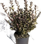 Physocarpus Fe Little Devil 3 Gallon Plant Ninebark Opulifolius Donna May Outdoor Live Plant Ho7