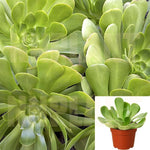 5 Cuttings Aeonium Green Rose Tree Bay Agavaceae succulent Live Plant Ht7 Best