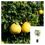 Citrus Maxima Valentine Patio Tree 5Gallon Plant Pummelo Palnt Live Plant Gg7