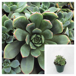 5 Cuttings Aeonium Haworthii Pinwheel succulent Live Plant Ht7 Best