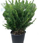 Taxus Baccata Fastigiata 5Gallon Plant Irish Yew Plant Hiberican Yew Plant Blue Yew Plant Outdoor Live Plant Gr7