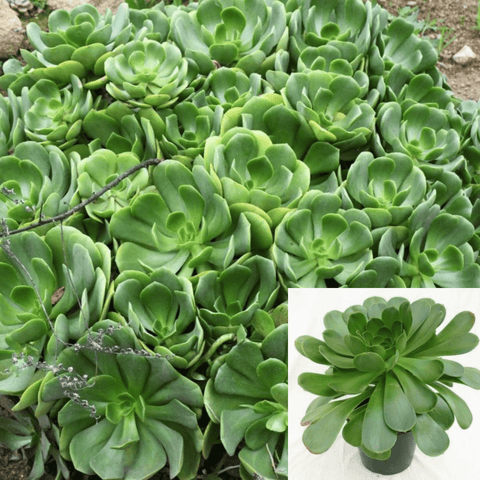 5 Cuttings Aeonium Glutinosum Plant Virgin Ravine Succulent Live Plant Ht7