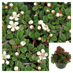 Cotoneaster Streibs Findling 1Gallon Plant Bearberry Palnt Groundcovers Live Plant Fr7