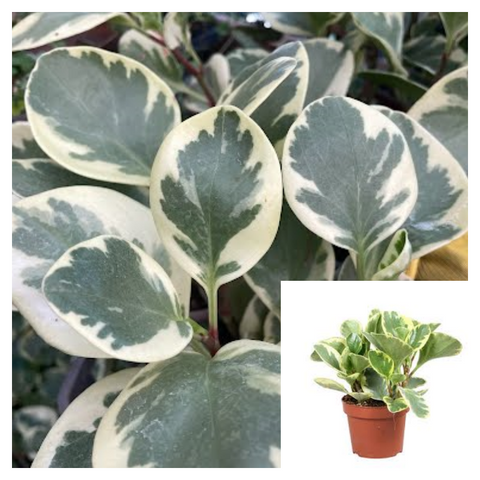 10 Cutting Peperomia Magnoliifolia Variegata Plant Baby Rubber American Live Plant Ht7