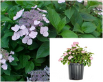 Hydrangea Mac Big Smile 5Gallon Plant Leaf Garden Palnt Shrub Live Plant Mr7