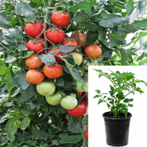 Tomato Early Girl Plant 4Inches Pot Jb4 Bright Color Good Flavor Tomatoes Determ Live Plant Ht7 Best Veggies