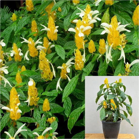 Shrimp yellow 1 Gallon Lollypops Plant Golden Candles Plant Golden Shrimp live plant Ht7