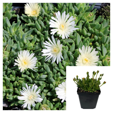 Delosperma White Nugget 4In Plant Ice Palnt Flower Live Plant Mr7