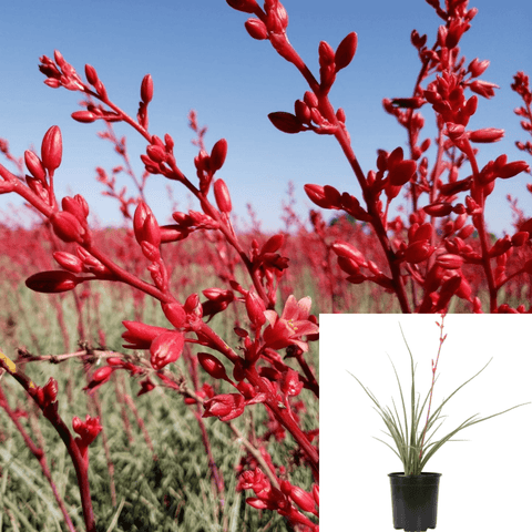 Hesperaloe Brake Lights Plant Mon Red Brakelights Yucca Parviflora 4 inches Live plant Ht7