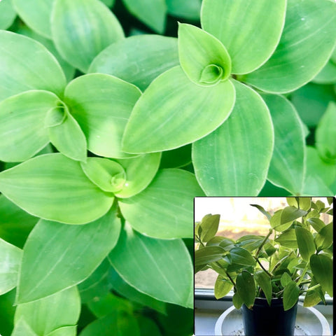 tradescantia fluminensis Green Wandering Jew Small Leaf White Flower small leaf Spiderwort 4Inches Pot Live Plant Ht7 Best