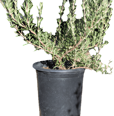 Rosmarinus Collingwood Ingram 5Gallon Rosemary Live Plant Fr7