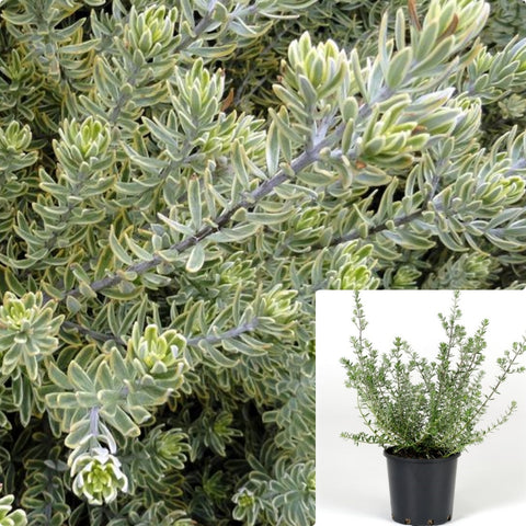 Westringia Fruticosa 5Gallon Coastal Rosemary Plantcoastal Live Plant Outdoor Fr7