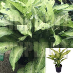 Dieffenbachia Camouflage Plant white Dumb Cane House Live Plant 4 inches live plant Ht7