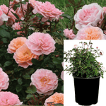 Rosa Drift Apricot 2Gallon Groundcover Rose Plant Flower Outdoor Live Plant Gr7