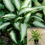 Dieffenbachia Panther Plant 4 inches Dumb Cane Leopard Lily Dumb Cane Live Plant Ht7