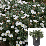 Convolvulus Cneorum 1Gallon Plant Silverbush Plant Bush Morning Glory Plant Shrubby Bindweed Plant Flower Live Plant Mr7