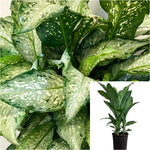 Dieffenbachia Memoria Corsii 4Inches Snowy Dumb Cane Plant Leopard Lily Live plant Ht7