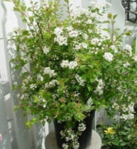 Spiraea Vanhouttei 5Gallon Bridal Wreath Spirea Plant Flower Live Plant Mr7