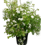 Spiraea Vanhouttei Renaissance 5Gallon Pot Bridal Wreath Plant Vanhoutte Spirea Plant Flower Outdoor Live Plant Ho7Ht7 Best