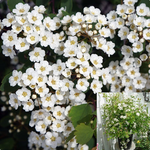 Spiraea Vanhouttei 1Gallon White Bridal Wreath Spirea Plant Flower Live Plant Mr7