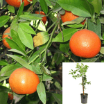 Citrus Mandarin Page Standard Tree 5Gallon Oranges Citrusrus Live Plant Fr7