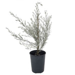 Eremophila Silver Striker 3Gallon Plant Emu Bush Plant Silky Eremophila Plant Outdoor Bush Live Plant Ho7