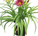 Hemerocallis Plum Perfect Purple 5Gallon Daylily Plant Perennials Outdoor Live Plant Pl