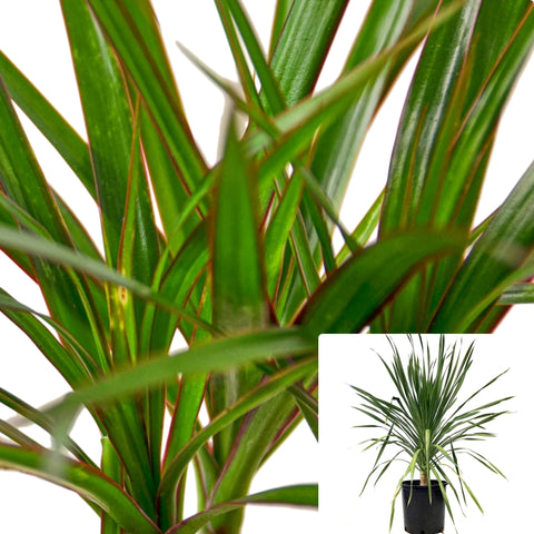 Marginata Cane 5 Gallon Ht7 Indoor Houseplant Air Purifying Full Live Plant