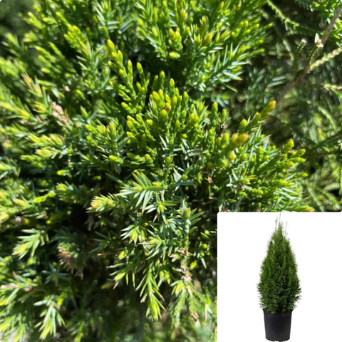 Cupressocyparis Leylandii 5Gallon Leyland Cypress Shrub Live Plant Ho7 Dark Brown Female Cones Evergreen Tree Plant