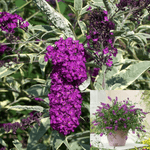 Buddleia Davidii Harlequin 5 Gallon Buddleia Davidii Harlequin Purple Buddleia Davidii Harlequin Ht7 Mr7