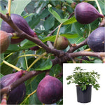 Fig Black Mission Plant Ficus Carica Beers Fruit Tree 4 inches Live Plant Ht7