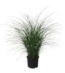 Miscanthus Sin Gracillimus 5Gallon Plant Chinese Silver Grass Live Plant Ho7