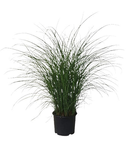 Miscanthus Sin Adagio 5Gallon Plant Dwarf Maiden Grass Sinensis Ho7