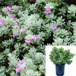 Leucophyllum Compacta 5Gallon Texas Ranger Lavender Live Plant Bushes Plants