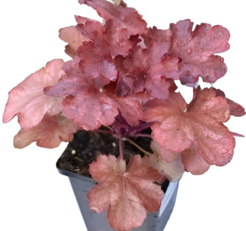 Heuchera Cherry Cola 1Gallon Plant Coral Bells Flower Alumroot Outdoor Live Plant Gg7Ht7