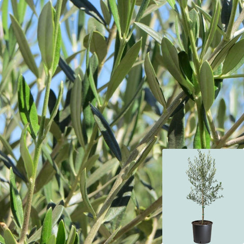 Olea Europaea Wilsonii Tree 5Gallon Plant Fruitless Olive Plant Live Plant Outdoor Gg7