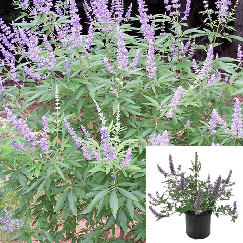 Vitex Fe Delta Blues 1Gallon Pot Chastetree Plant Perennial Outdoor Live Plant Ho7