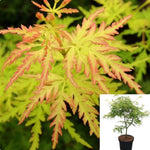 Acer Palmatum Bloodgood 1Gallon Japanese Maple Plant Tree Live Plant Gg7