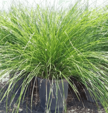 Mat Rush Lomandra 1 Gallon Longifolia Nyalla Grass Ennial Galfer Lomandra Nyalla Live Plant Ht7