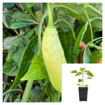 Pepper Italian White Wax Plant 1 Gallon Pot Chileno Aji Amarillo Live Plant Pr8 Best