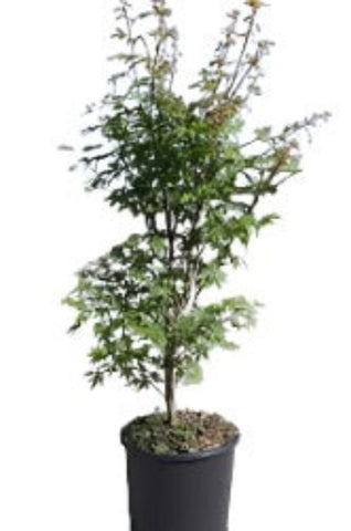 Acer Buergerianum 5Gallon Plant Trident Maple Three Toothed Tree Live Plant Gg7